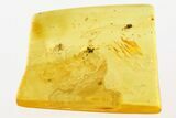 Fossil Gall Midge and Ant-Like Beetle in Baltic Amber #288584-1